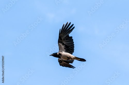 Hooded Crow (Corvus cornix) in Barents Sea coastal area, Russia © Nick Taurus
