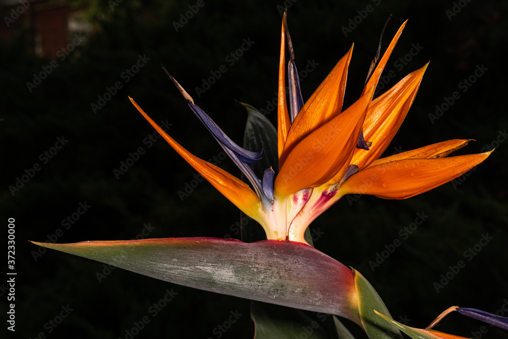 Obraz premium Bird of Paradise or Strelitzia (Strelitzia reginae) Flower