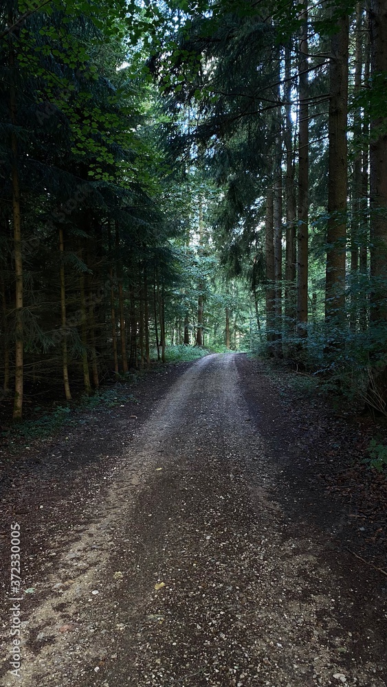 Naklejka premium Darkened photo of a road leading into the forest