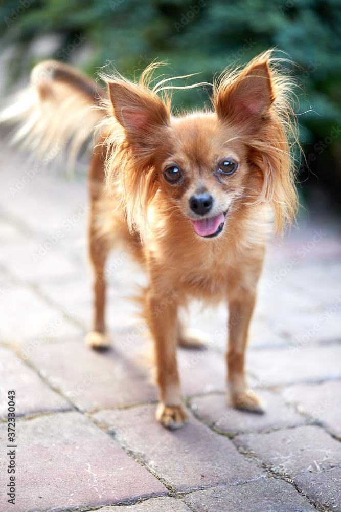 Russian long-haired toy terrier. Red toy terrier, close-up portrait Russian long-haired toy terrier. Red toy terrier, close-up portrait