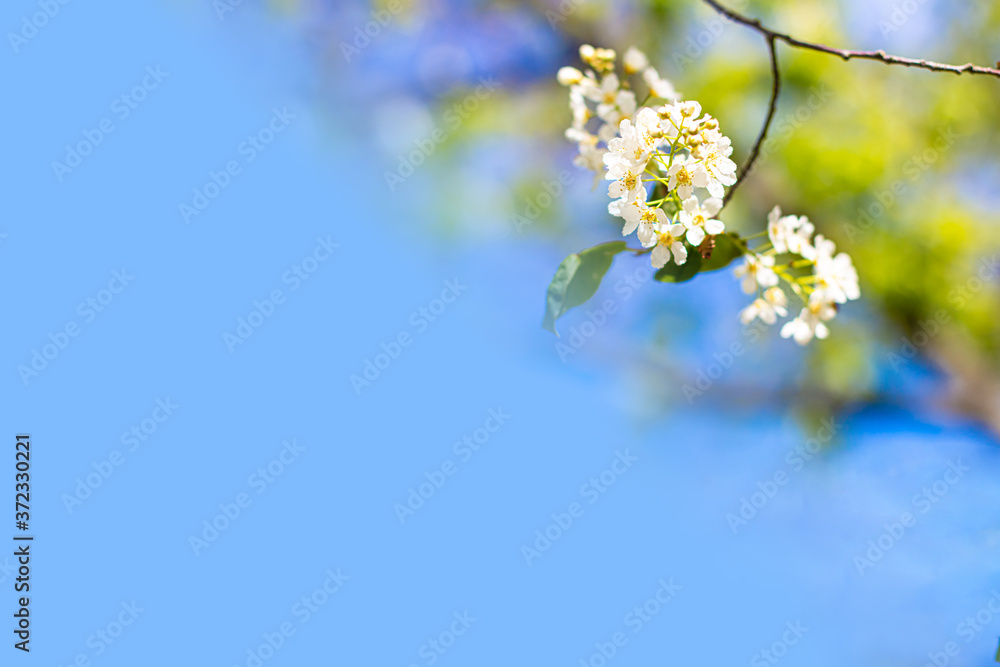 Card Background Light Blue Blossom Sky Card Background Light Blue Blossom Sky
