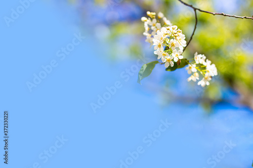 Card Background Light Blue Blossom Sky