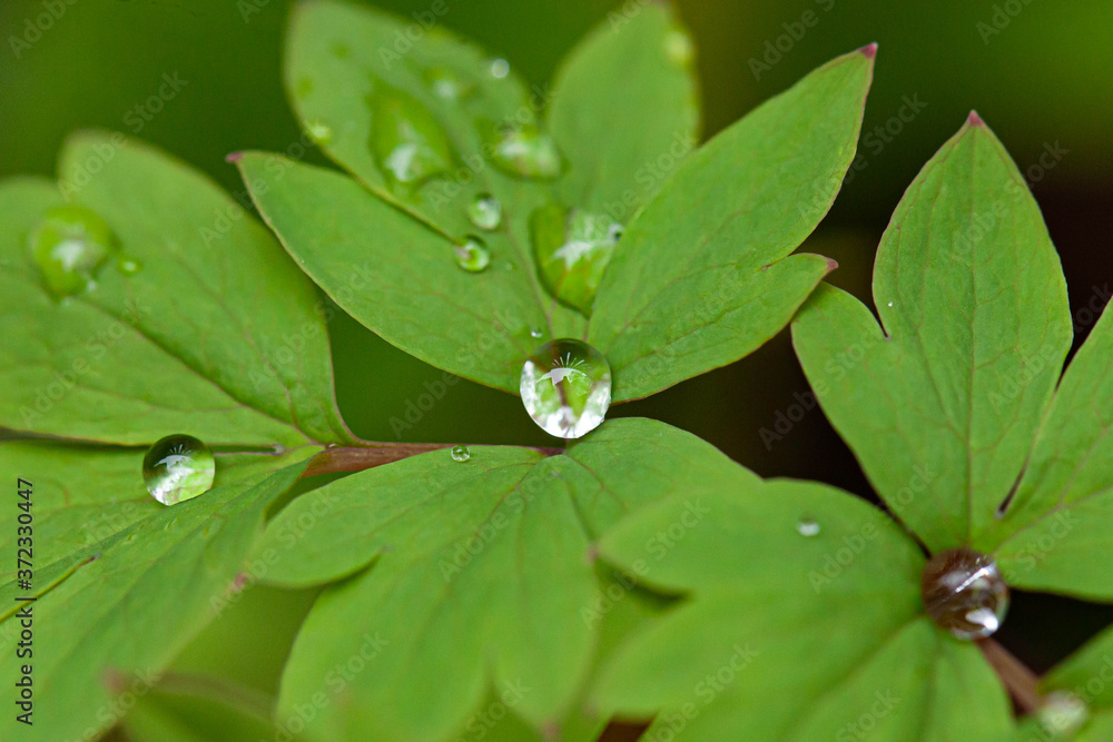 green leaf with water drops green leaf with water drops