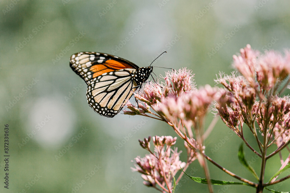 Obraz premium butterfly on a flower