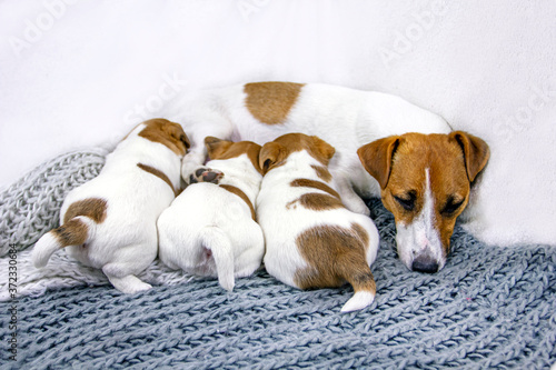 feeding dog Jack Russell Terrier sleeps while feeding, his puppies on a knitted blanket