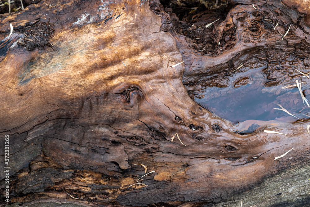 Old Moist Tree Trunk with Puddle Old Moist Tree Trunk with Puddle