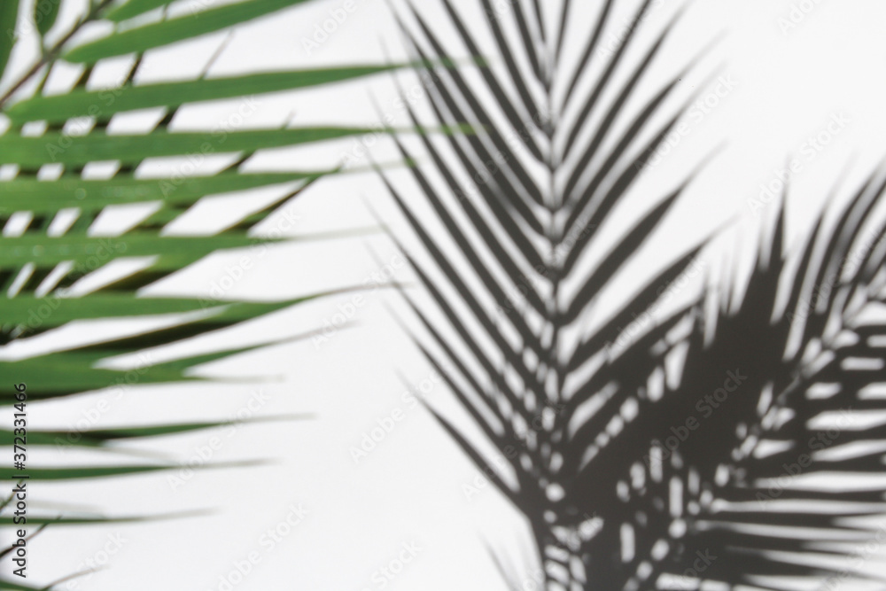 Fototapeta premium Palm leaves and their shadow on an white background.
