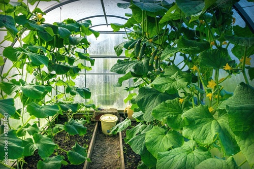 View of a greenhouse with planted cucumbers. Gardening concept