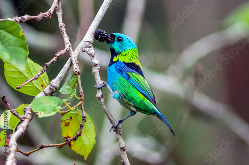 O tanager-de-cabeça-verde é uma ave de cores vivas encontrada na Mata Atlântica no sudeste do Brasil