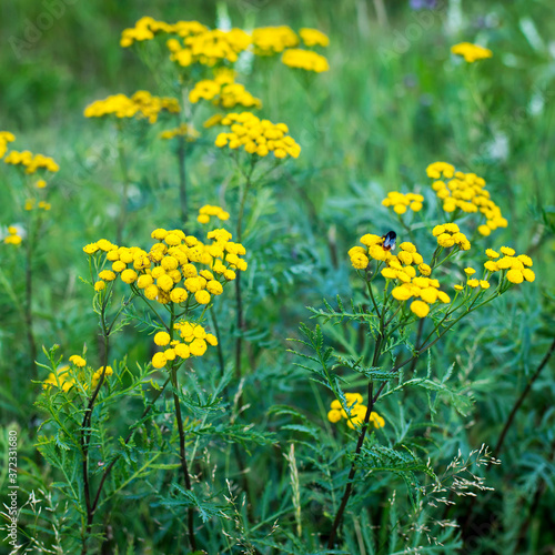 Bright yellow tansy inflorescences against the background