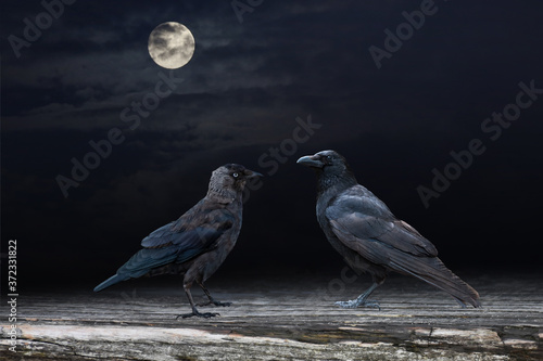 Two black raven birds perched on a wooden panel in the moonshine