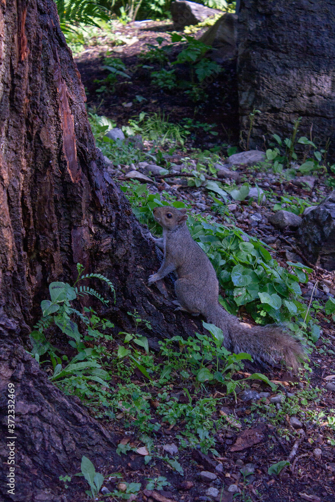 A squirrel climbing a tree