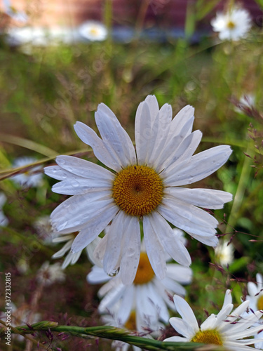 Obraz na płótnie photograph of daisy flowers in raindrops on a summer day w salonie