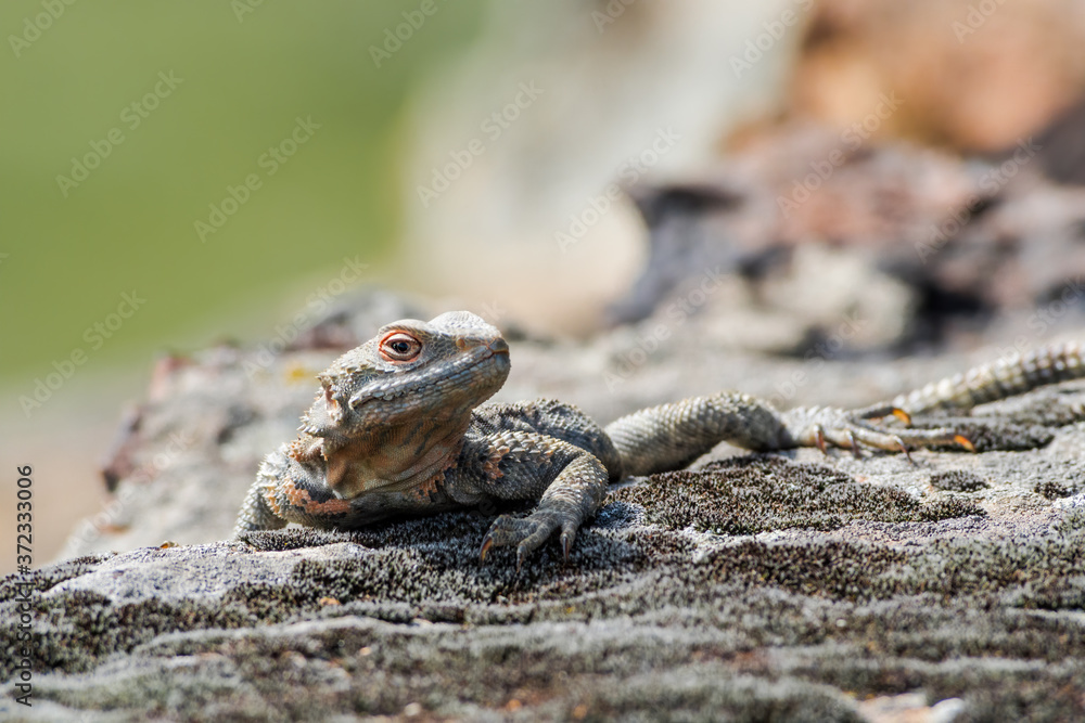 Caucasian Agama (Laudakia caucasia) in the foothills, Caucasus, Republic of Dagestan, Russia Caucasian Agama (Laudakia caucasia) in the foothills, Caucasus, Republic of Dagestan, Russia