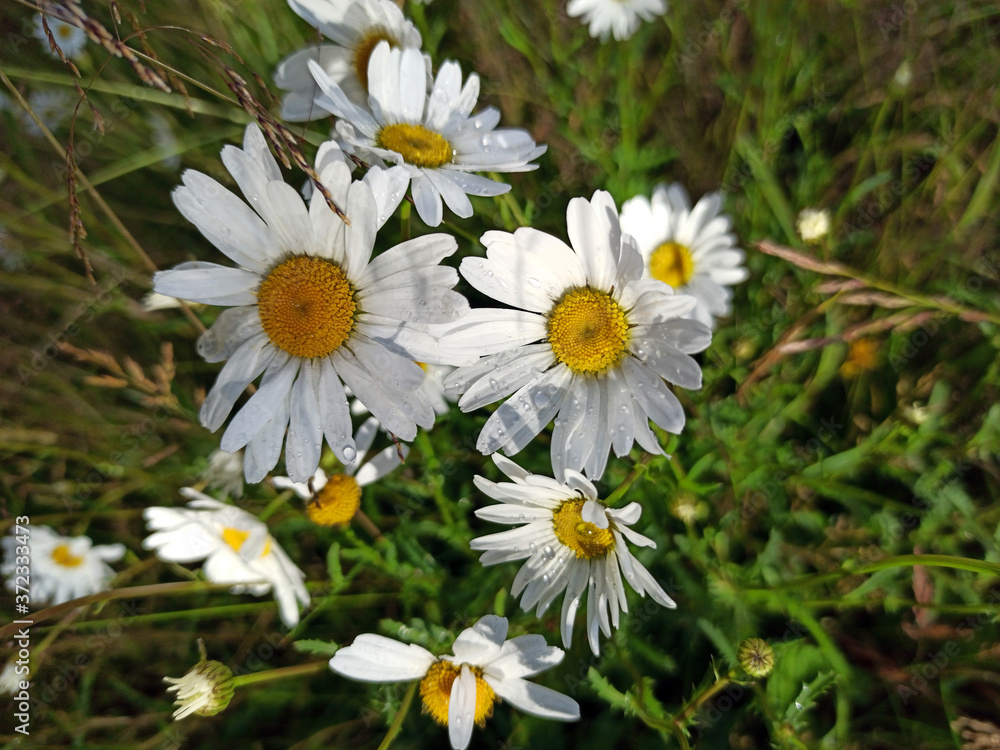 photograph of daisy flowers in raindrops on a summer day