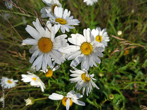 Obraz na płótnie photograph of daisy flowers in raindrops on a summer day w salonie