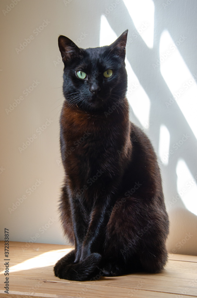 portrait of full body of a black cat sitting on wooden table 