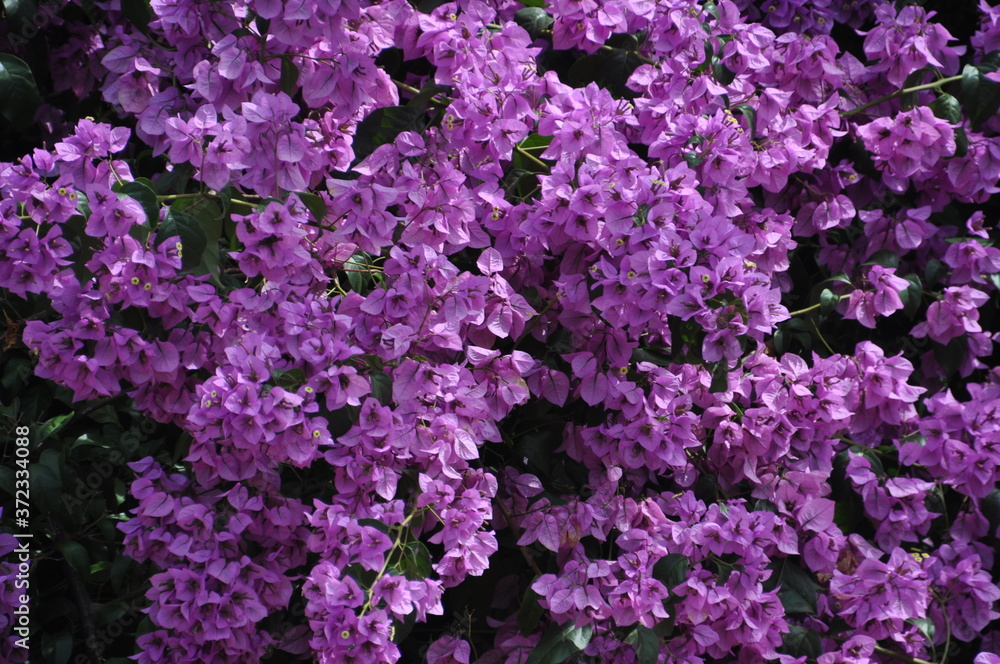 Bougainvillea