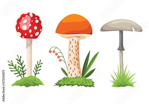 Mushroom and toadstool. Illustration of the different types of mushrooms on a white background. Colorful forest wild collection of assorted edible mushrooms and toadstools