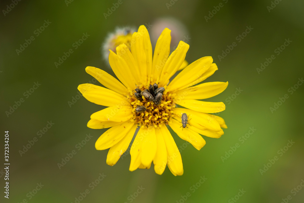 Flor con plaga o insectos vista desde cerca Flor con plaga o insectos vista desde cerca
