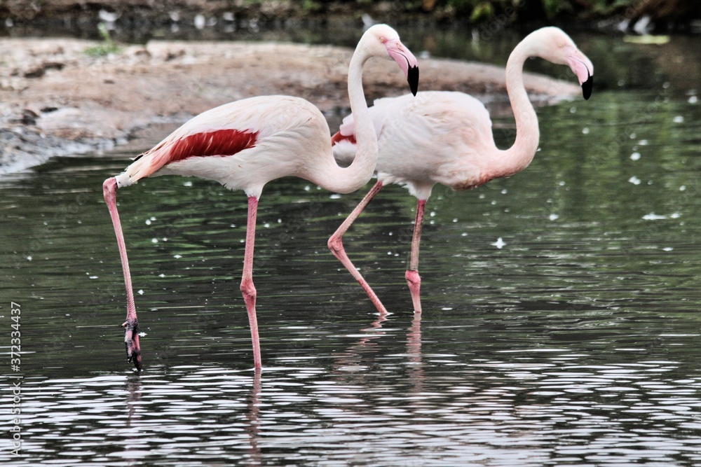 flamingo in the water