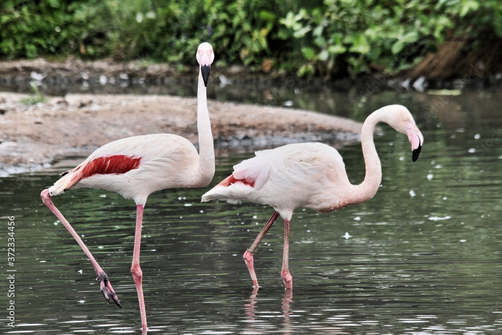 flamingo in the water