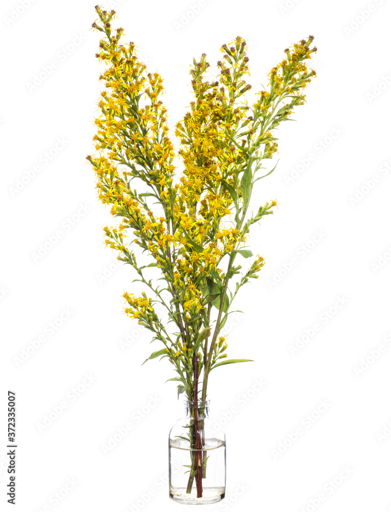 Solidago virgaurea (European goldenrod or woundwort) in a glass vessel on a white background Solidago virgaurea (European goldenrod or woundwort) in a glass vessel on a white background