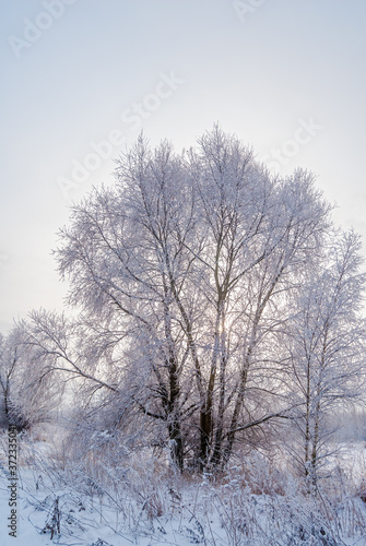 Hoarfrosty trees, Moscow region, Russia