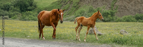 Mare and foal walking in the mountains on a meadow. Nature background.