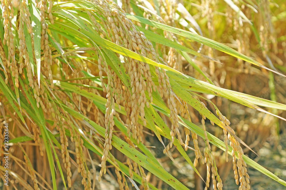 Fototapeta premium 稲穂アップ写真 稲穂風景