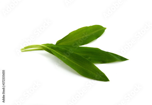 Wild Garlic leaves isolated. Ramsons (Wild Garlic) isolated on a white background.  © Sanja