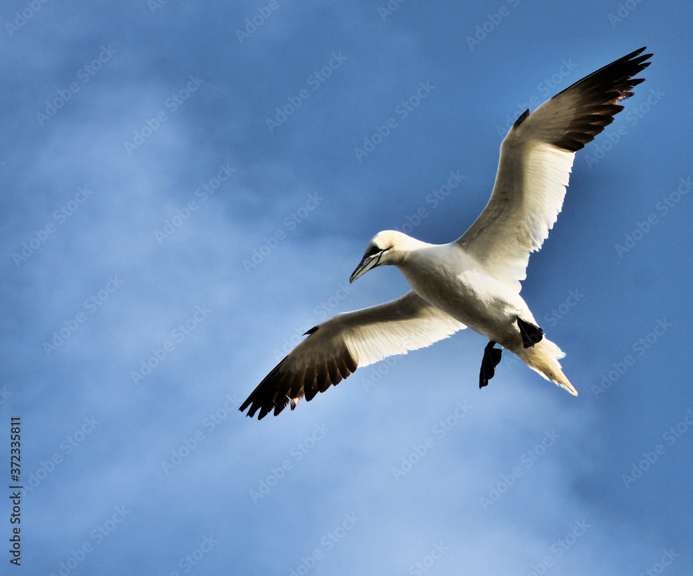 A view of a Gannet Flying over Bass Rock in Scotland