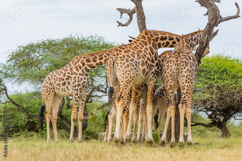Fototapeta Naklejka Na Ścianę i Meble -  giraffe in the wild feeding 
