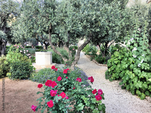 Fototapeta Naklejka Na Ścianę i Meble -  A view of the Gardens of Gethsemane in Jerusalem
