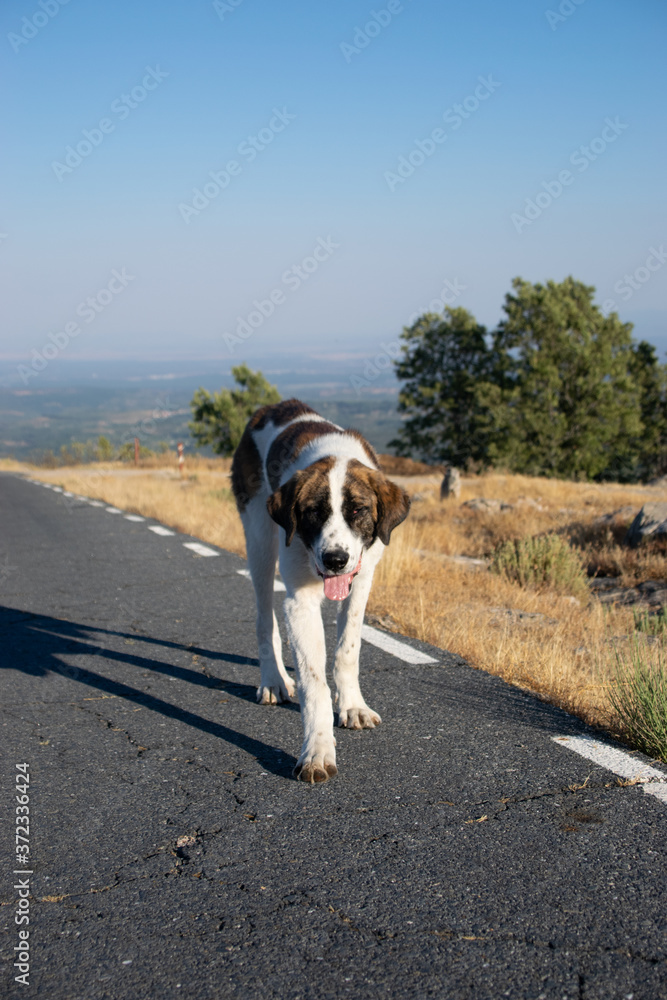photo of a beautiful and homeless dog walking in an abandoned road. Friendly white and brown medium dog. Holidays concept