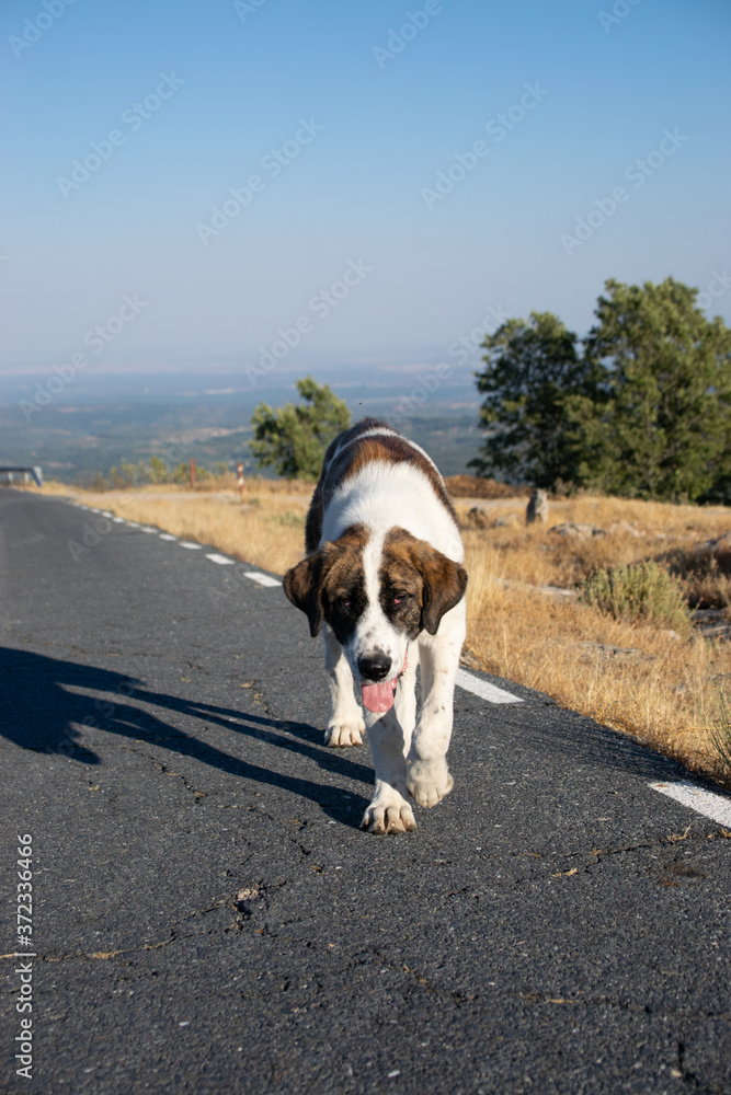 photo of a beautiful and homeless dog walking in an abandoned road. Friendly white and brown medium dog. Holidays concept