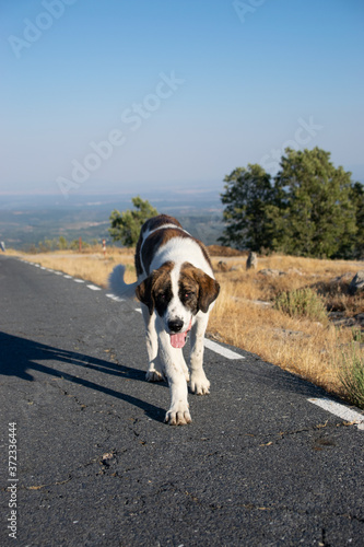 Fototapeta Naklejka Na Ścianę i Meble -  photo of a beautiful and homeless dog walking in an abandoned road. Friendly white and brown medium dog. Holidays concept