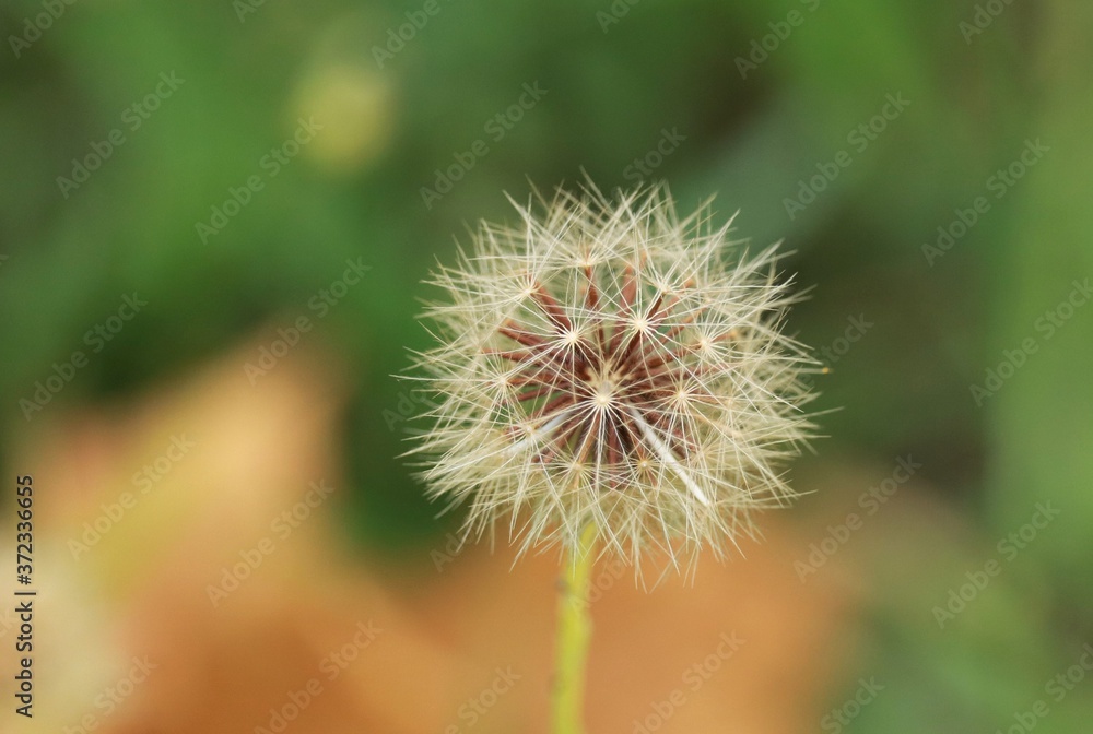 dandelion on a green background