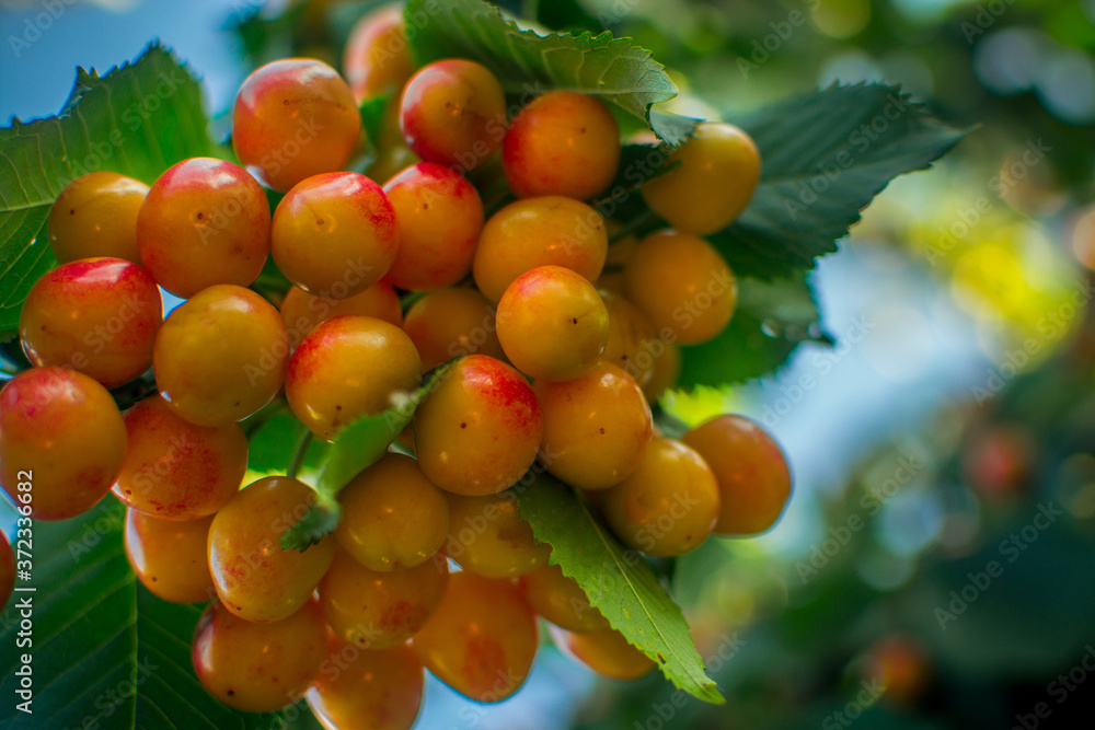 Ripe cherries Ripe cherries