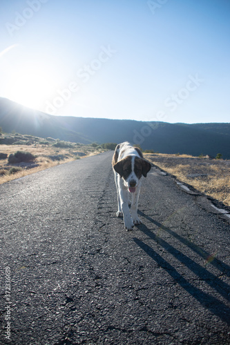 photo of a beautiful and homeless dog walking in an abandoned road. Friendly white and brown medium dog. Holidays concept