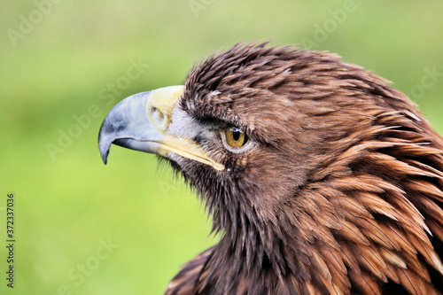 A close up of a Golden Eagle © Simon Edge