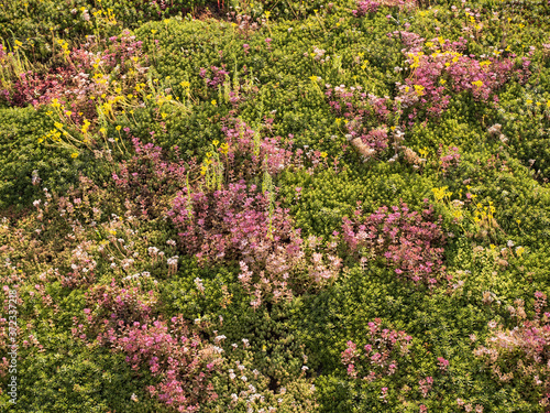 Green roof at sunset