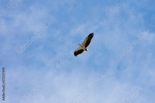 A large eagle flying in blue sky in regional Australia
