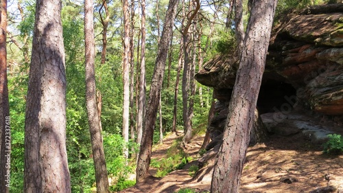 Im Wald - wandern