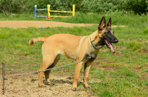 The happy Malinois dog, six month old, is standing in outdoors.