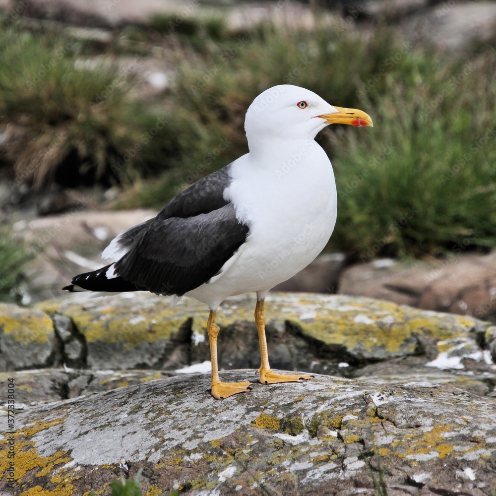 A Great Black Backed Gull on a rock