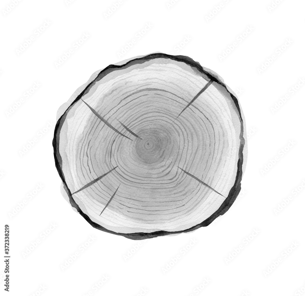 Fototapeta premium Fir slice. Monochrome wood cut. Design for textile, pattern, card, postcard, card, greeting, invitation in rustic style. Watercolour illustration isolated on white background.