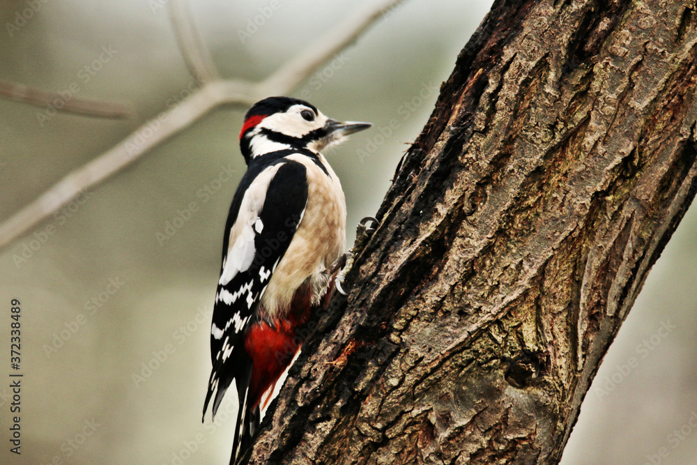 great spotted woodpecker great spotted woodpecker