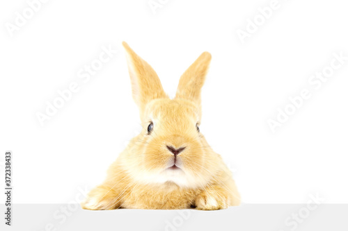 Fluffy nice rabbit is looking closely at the banner. A pet. Easter concept. © Евгений Гончаров