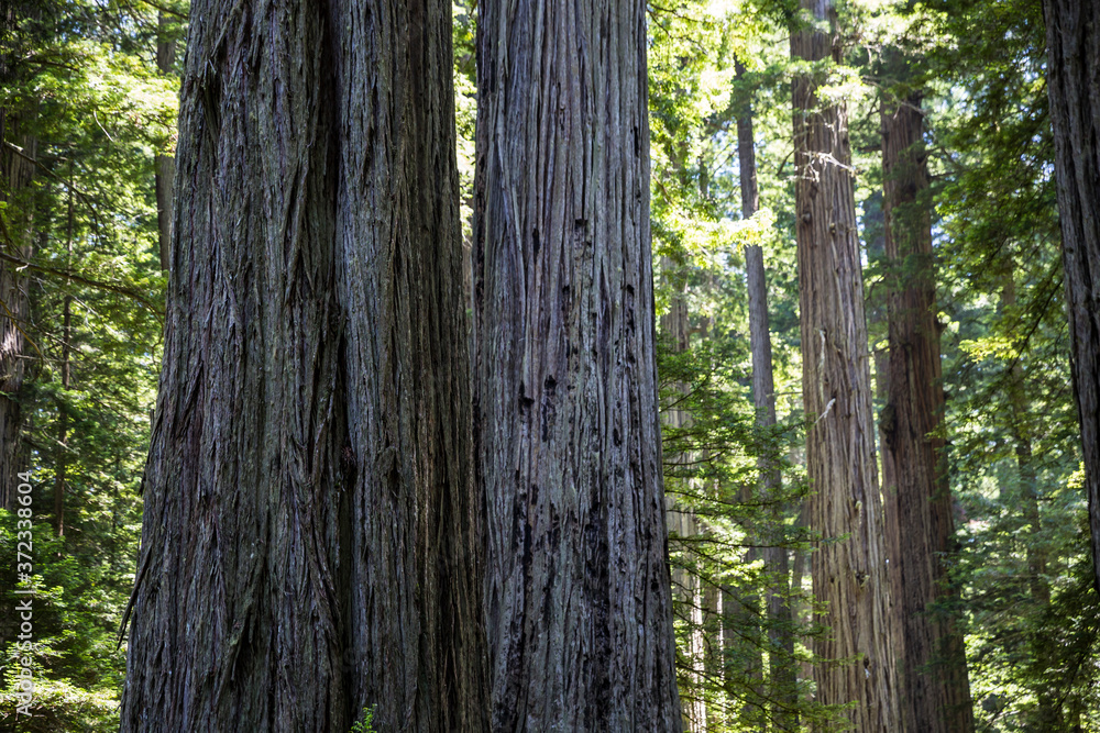 Obraz premium Massive redwood trees in one of the forests of Redwood National Park in northern California.